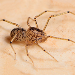 Scytodes constellata